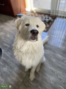 Great Pyrenees  Listing Image