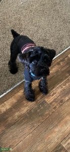 Miniature Schnauzer Listing Image