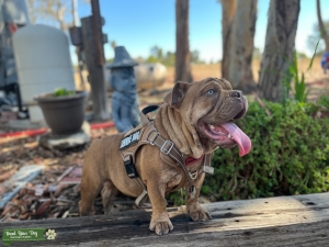 English Bulldog Listing Image