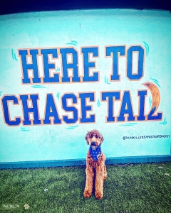 Medium Goldendoodle Listing Image