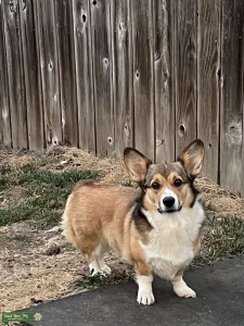 Pembroke Corgi Listing Image