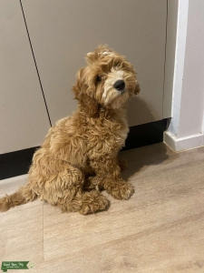 Looking for future stud for my little girl  Listing Image