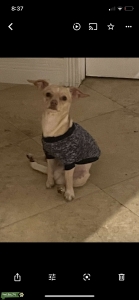 White/tan Male Chihuaha Listing Image