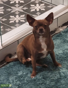 Ginger Apple Head Chihuahua looking for stud--going into heat soon Listing Image