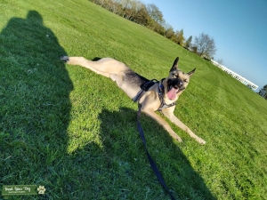 Short hair german sheperd  Listing Image