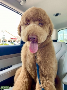 Teddy Mctederson (Stud)  Listing Image