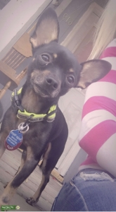 3 Year Old Male Stud Chihuahua Listing Image