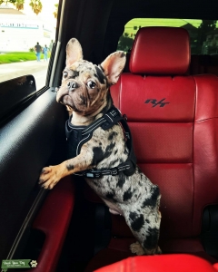 French bulldog  Listing Image