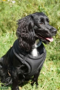 Working Cocker Spaniel looking for a stud Listing Image
