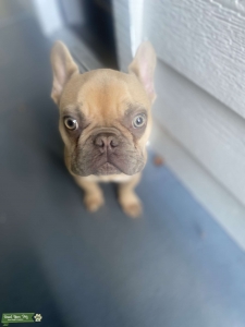 French Bulldog  Listing Image