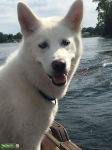 White Siberian husky  Listing Image