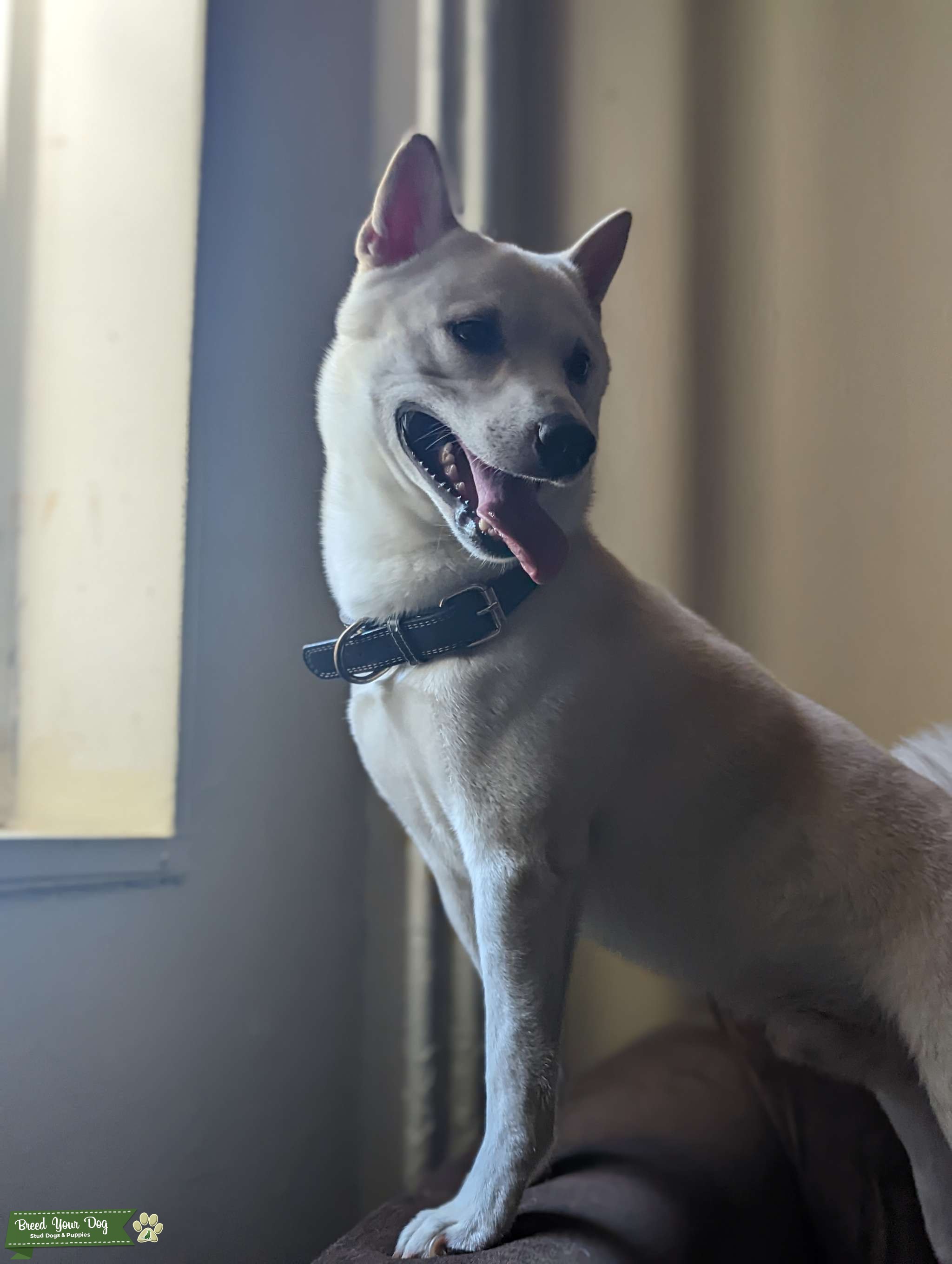 Very affectionate Shiba Inu Stud Dog in NY, the United States Breed