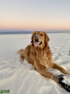 American Golden Retriever  Listing Image