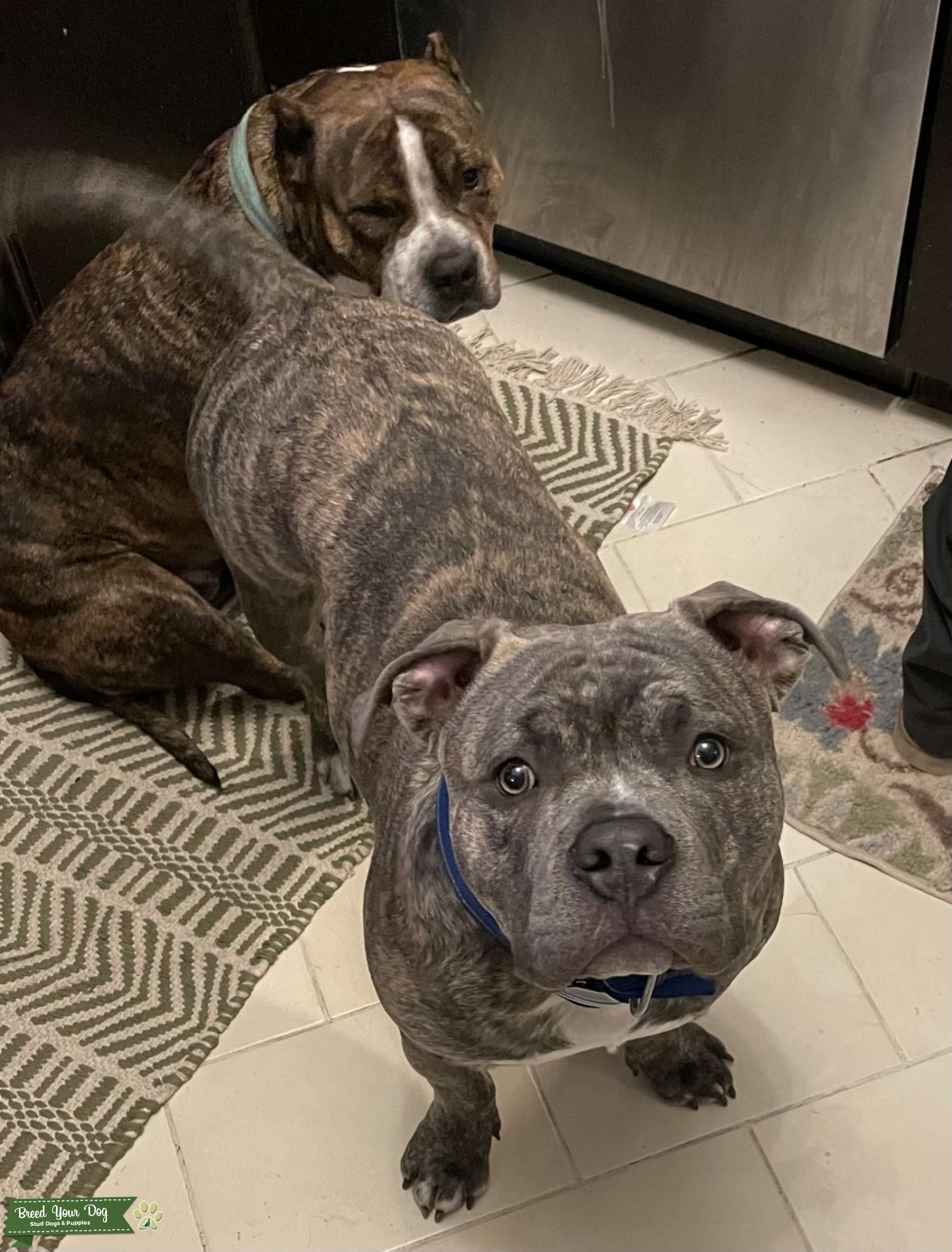 Pocket American Bully Blue Brindle Stud Dog in Illinois, the United