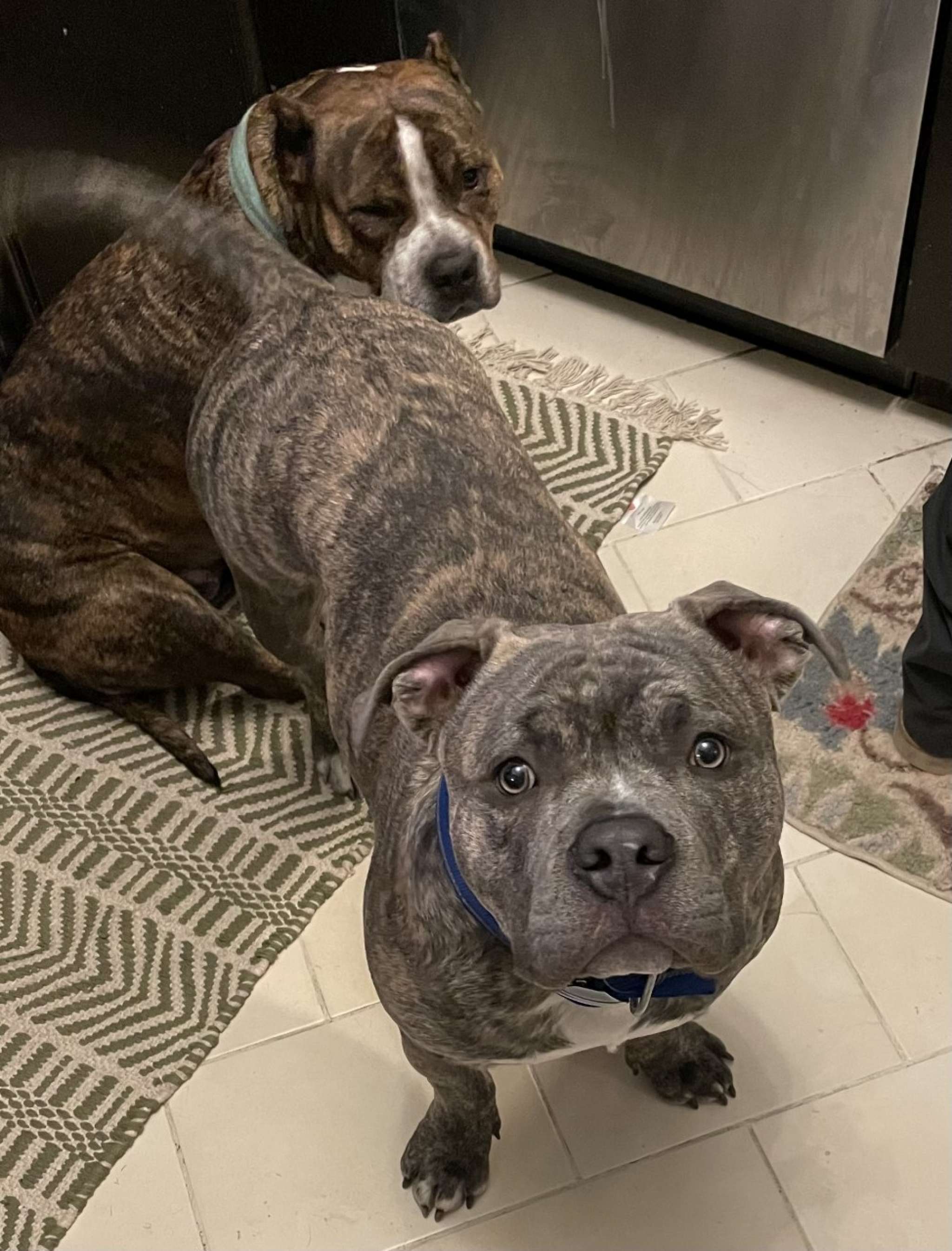 Pocket American Bully Blue Brindle Stud Dog In Illinois United Pocket American Bully Blue Brindle Stud Dog In Illinois United