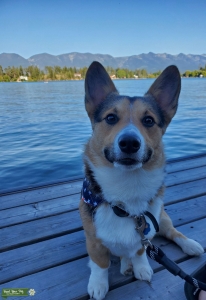 Pemrboke Welsh Corgi Stud Listing Image