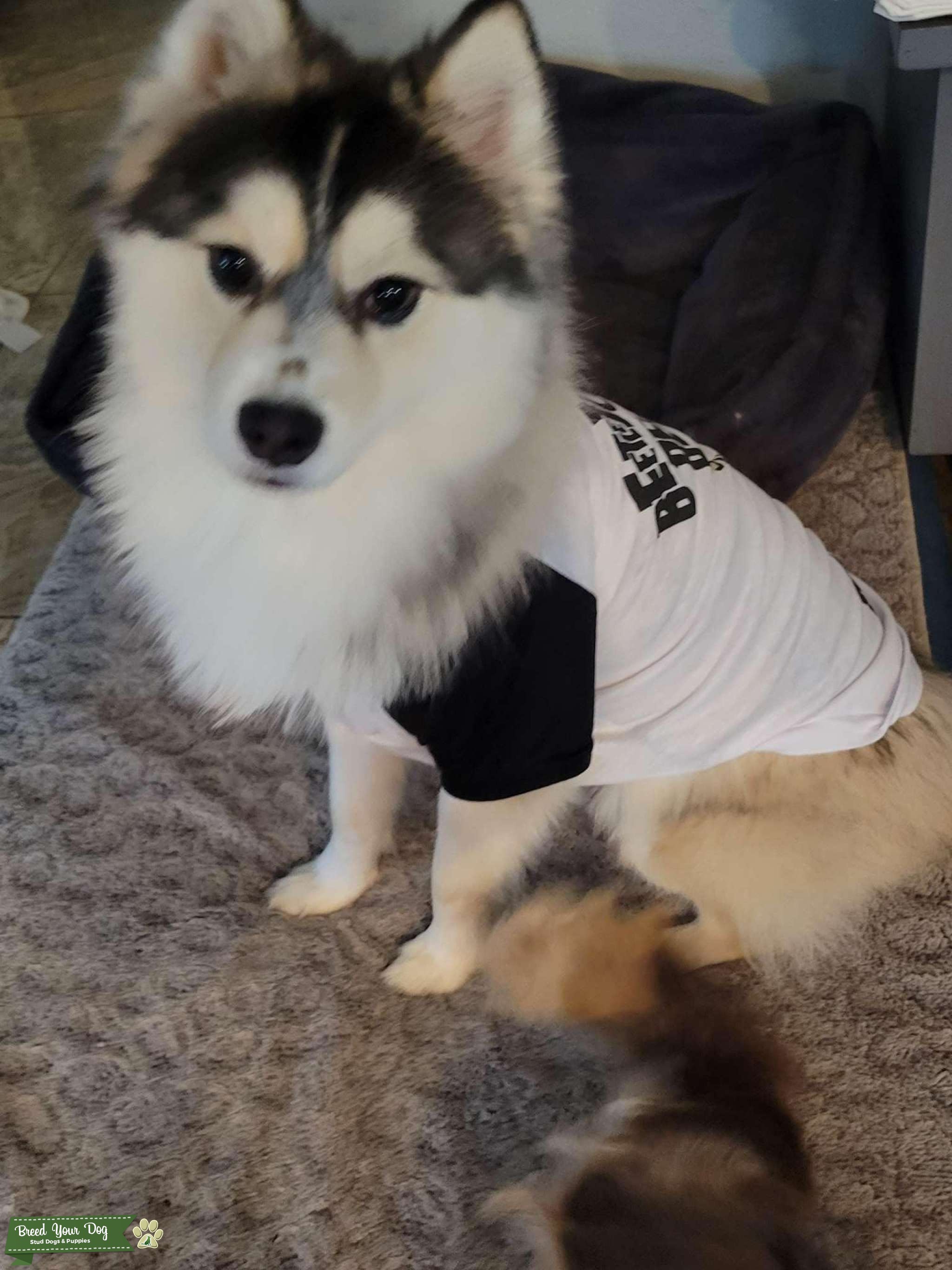 Stud for hire Stud Dog in Fl, the United States Breed Your Dog