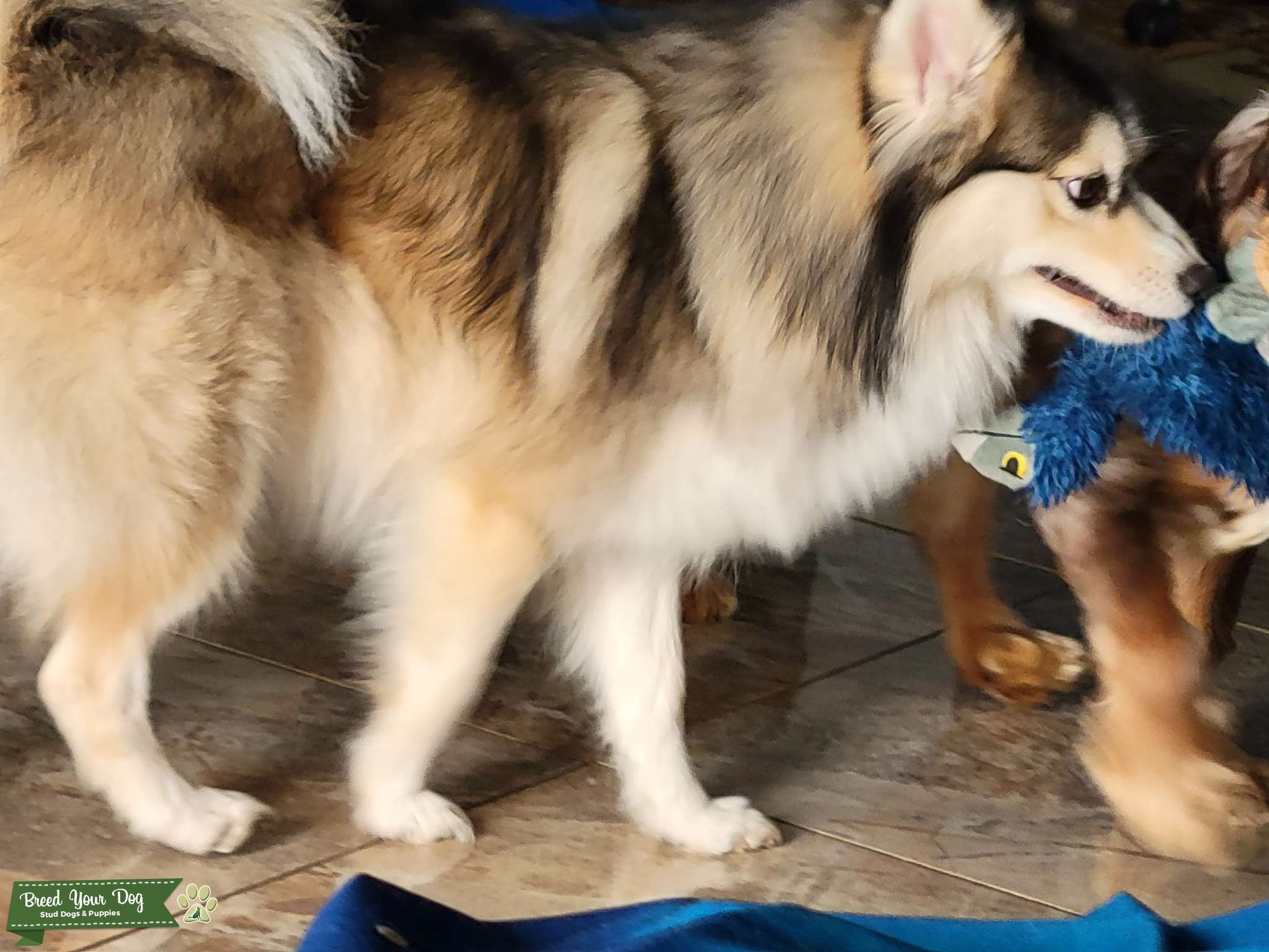 Stud for hire Stud Dog in Fl, the United States Breed Your Dog