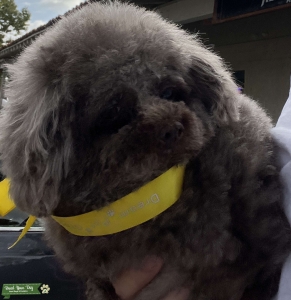 Real TOY Poodle looking for a mate! Listing Image