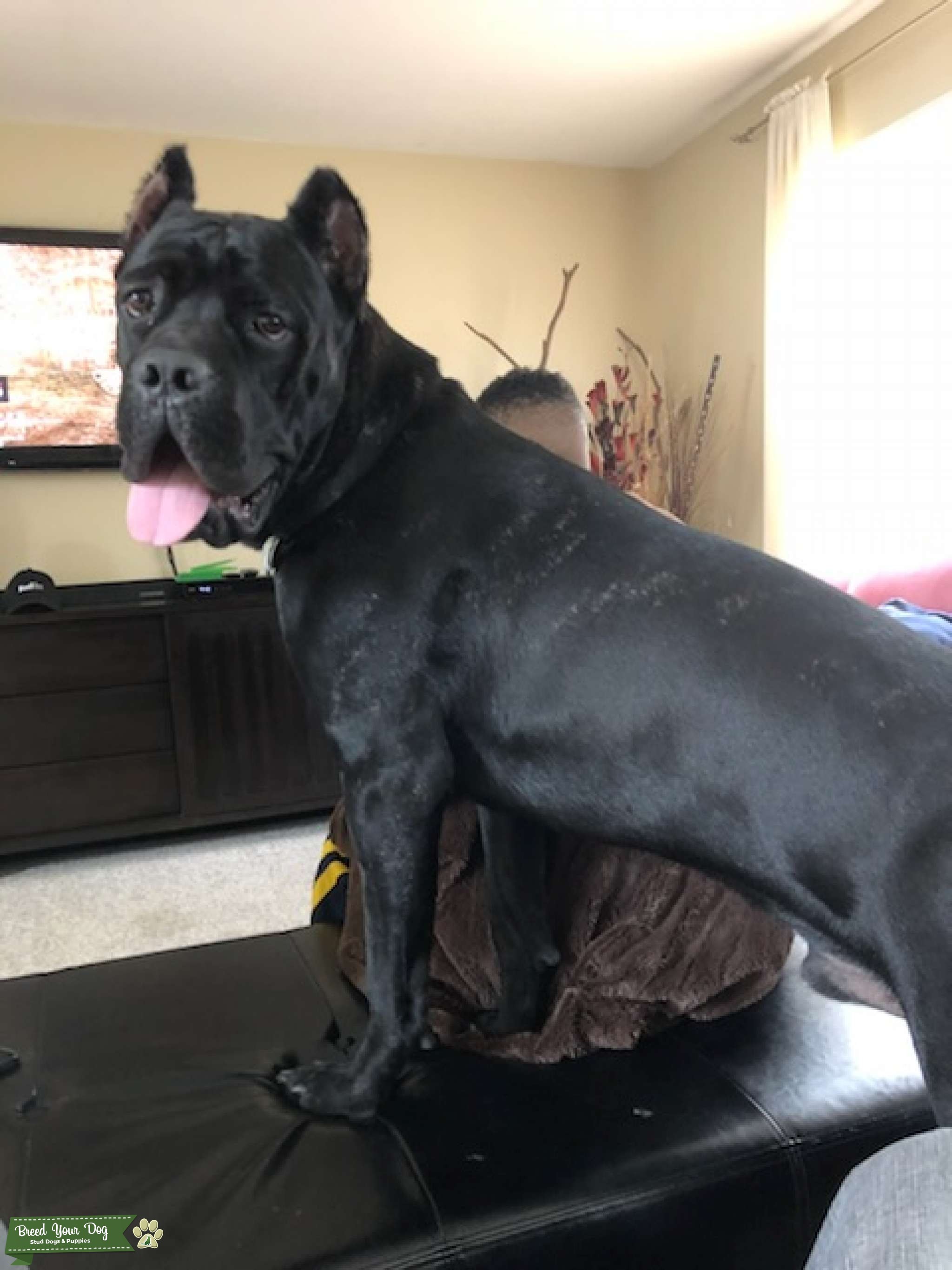 Cato Cane Corso Stud Dog Southeast USA Breed Your Dog