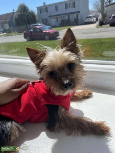 3lb Yorkie Listing Image