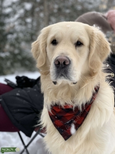 Light Golden Retriever Listing Image