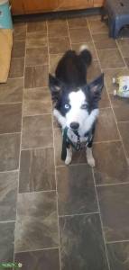 Tri border collie  Listing Image