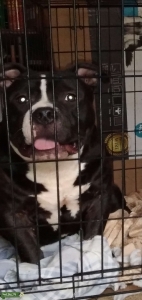 BLK/WHT AMERICAN (POCKET) BULLY  Listing Image