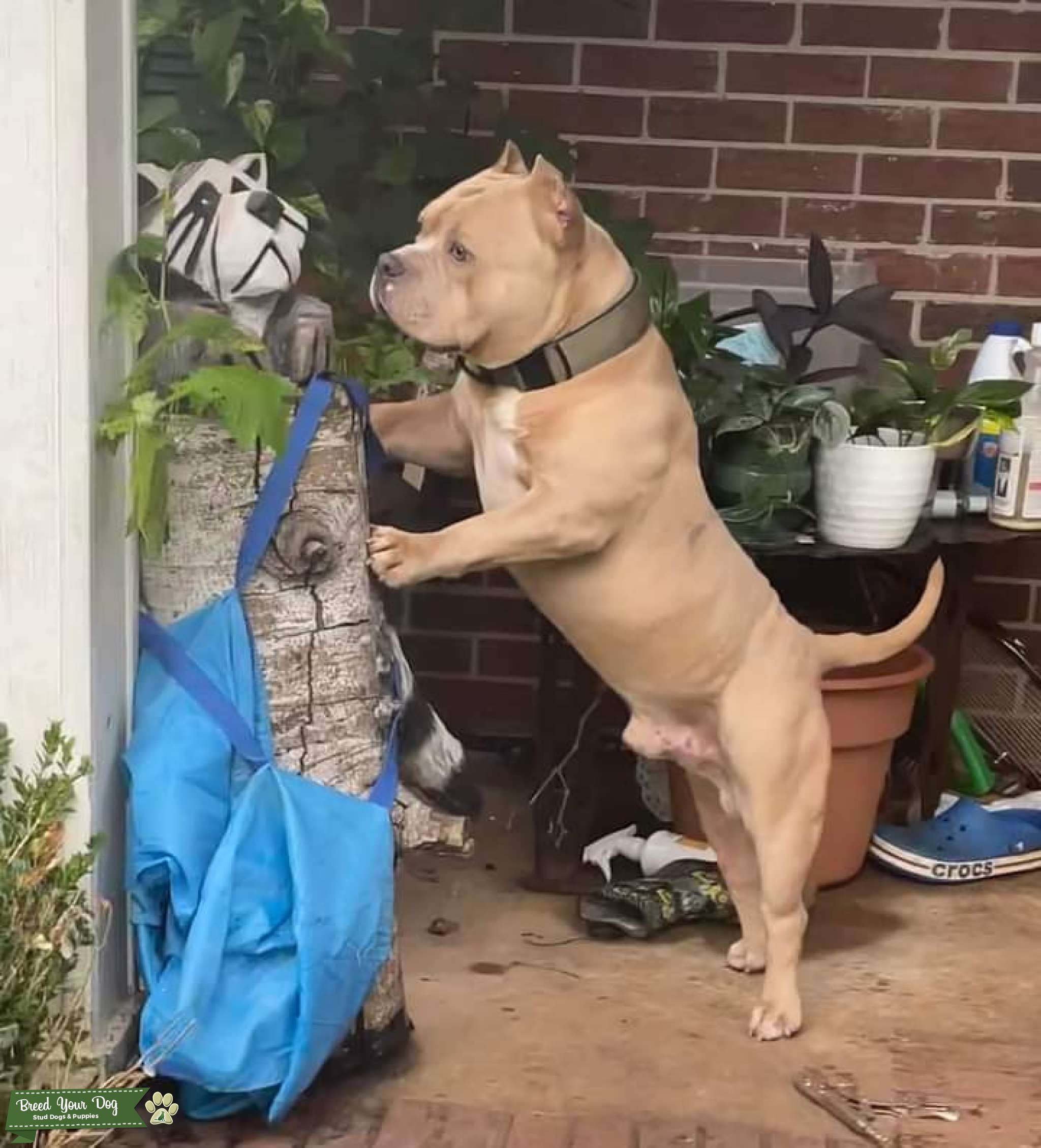 FAWN AMERICAN (POCKET) BULLY Stud Dog SC Breed Your Dog