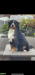 “CRUZ” TOP QUALITY BERNESE MOUNTAIN DOG STUD Listing Image