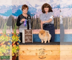 Gucci is a international Grand Champion Pomeranian Listing Image