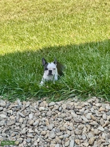 Blue Female Boston Terrier  Listing Image