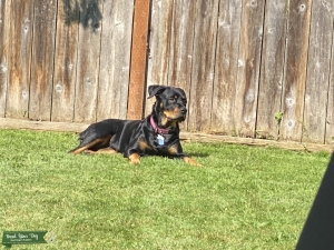 Rottweiler  Listing Image