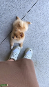 Orange Gold Pomeranian  Listing Image