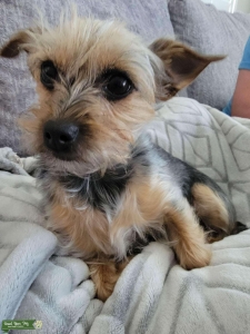 Chorkie Listing Image