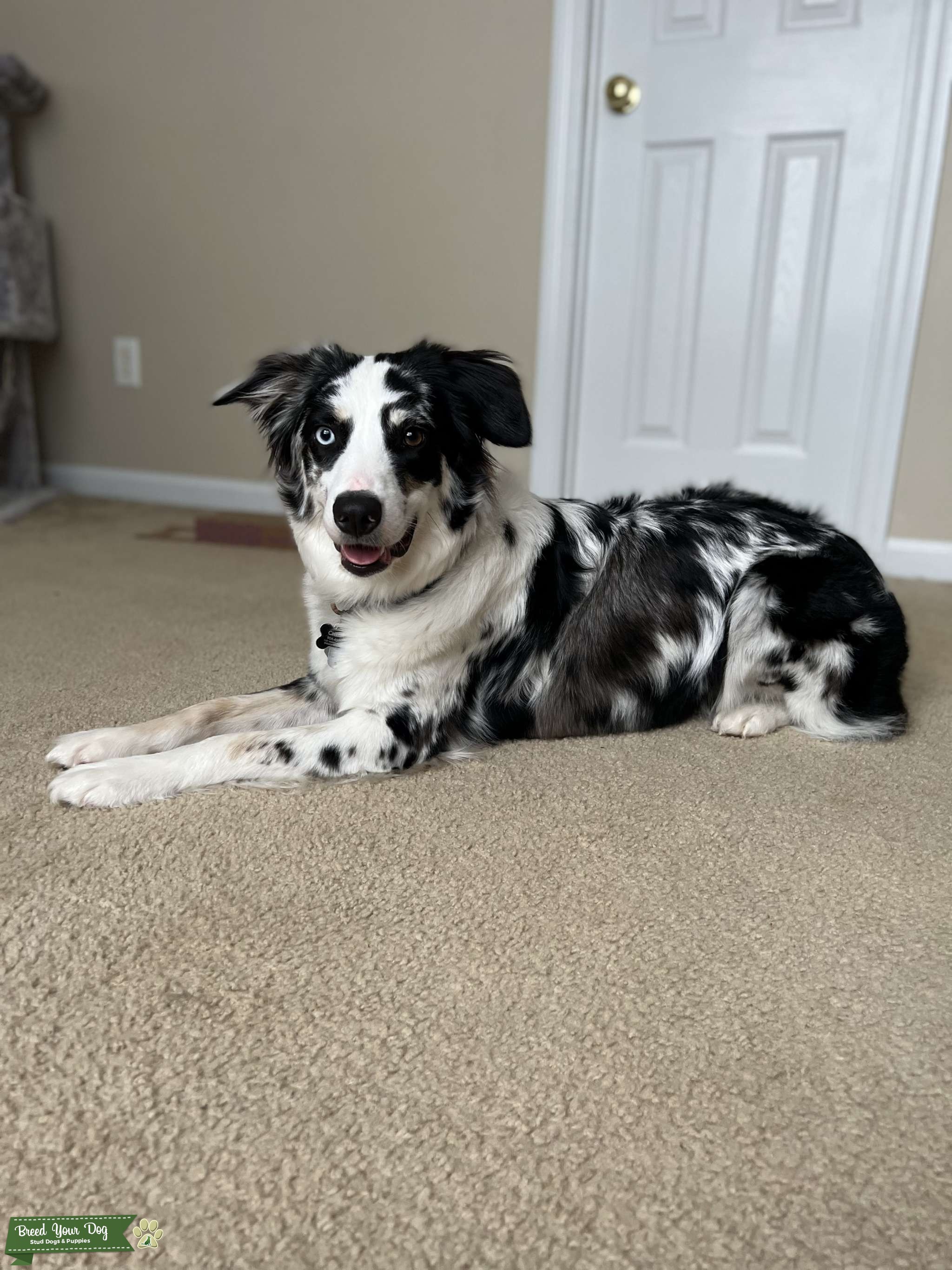 Australian shepherd blue merle Stud Dog in North Carolina , United