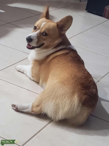 Purebred Pembroke Welsh Corgi Listing Image