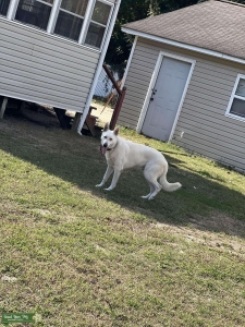 AKC Registered White German Shepard  Listing Image