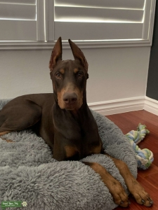 Doberman Stud Available Listing Image