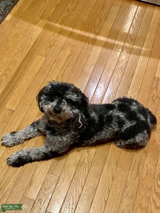 Spunky Blue Merle Goldendoodle looking for a lady  Listing Image
