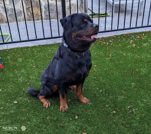 4 year old Male with strong euro lines Listing Image