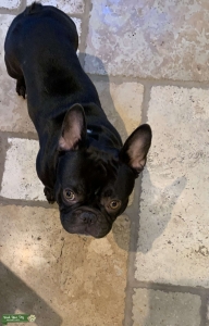 Healthy French Bulldog Male/Stud Color Brown  Listing Image