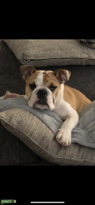 English bulldog male Listing Image