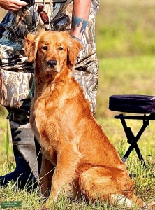 Handsome Red Golden Retriever  Listing Image