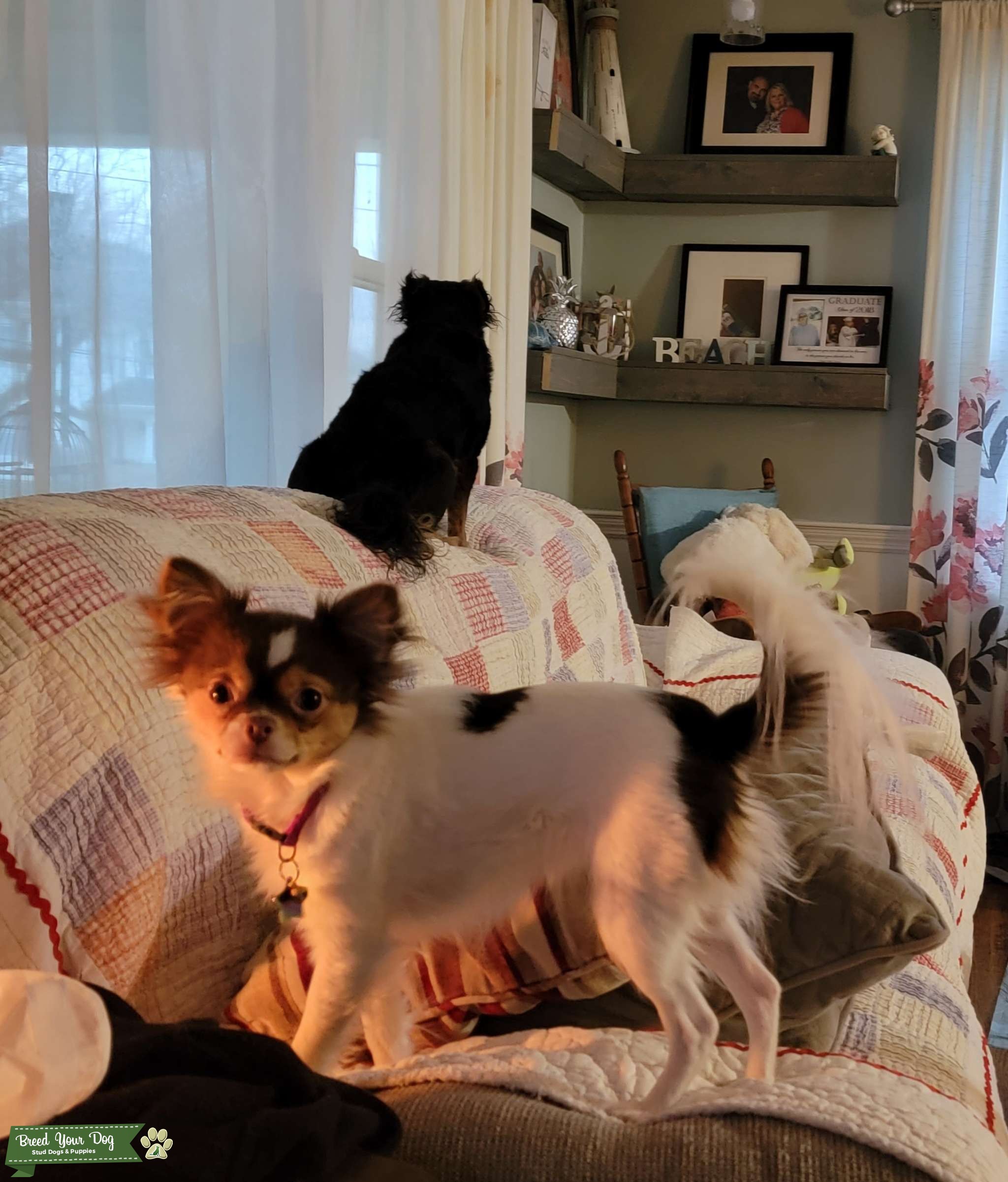 Chihuahua/Papailon Stud Dog Ohio Breed Your Dog