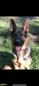 AKC registered Sable Male Stud Listing Image