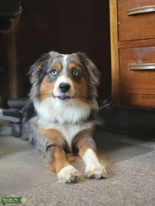 Blue Eyed Mini Aussie Blue Merle Stud Listing Image