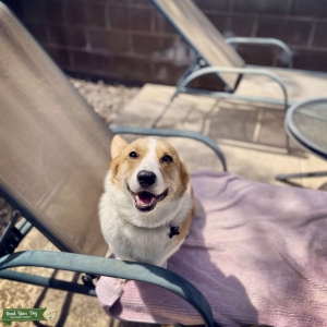 AKC Corgi Listing Image
