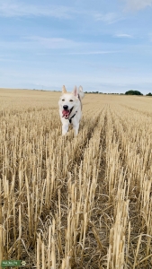 Gerberian shepsky male stud Listing Image