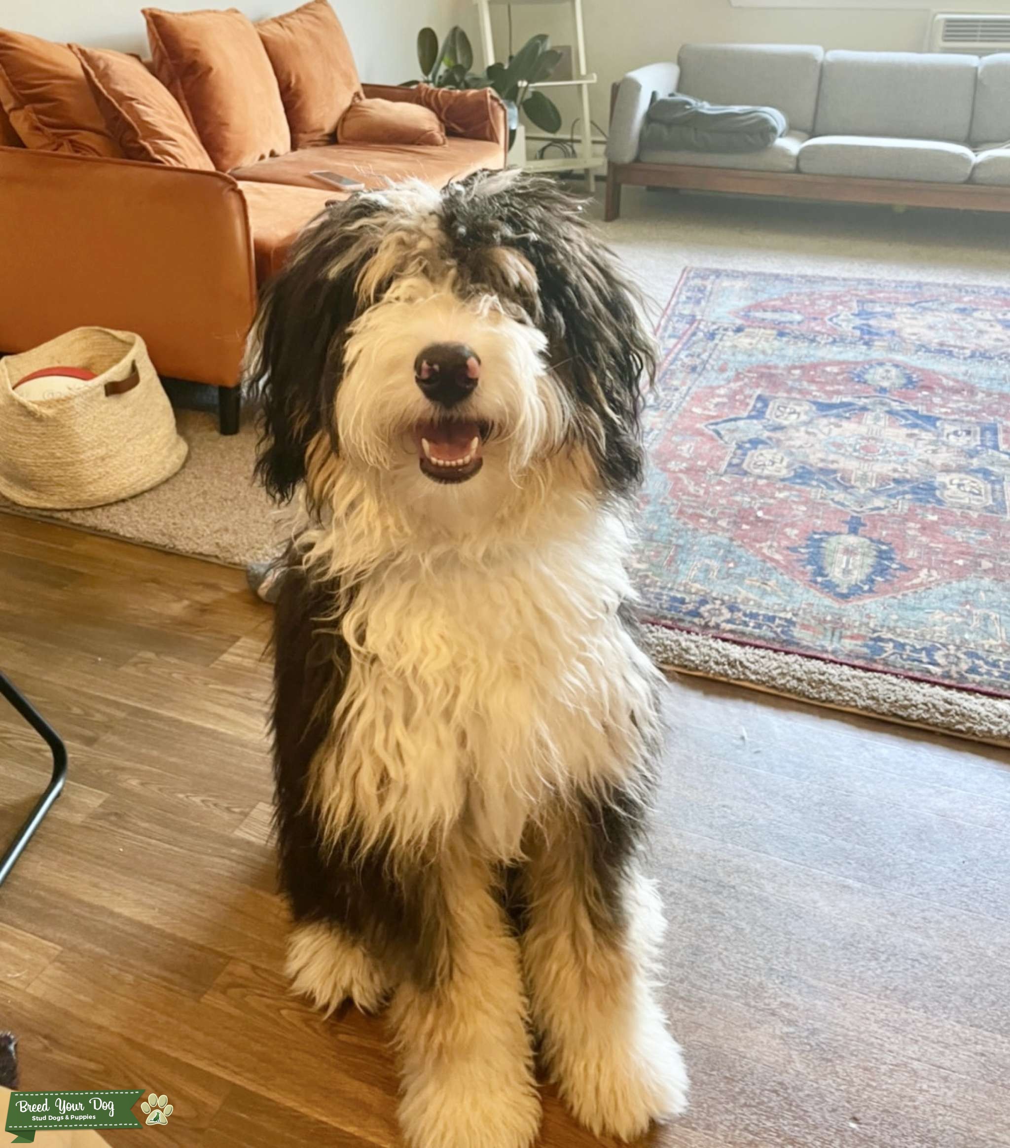 Proven Tri F1 Bernedoodle Stud Dog Michigan Breed Your Dog